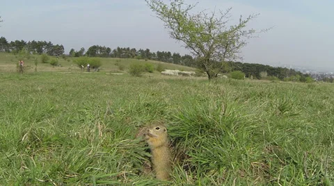 European ground squirrel 库存影片 37160470