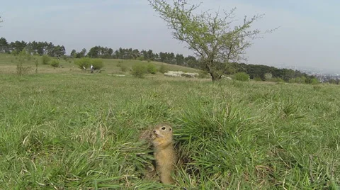 European ground squirrel 库存影片 37161286