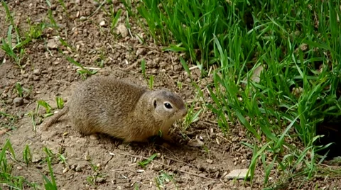European ground squirrel Stock Footage 51008314