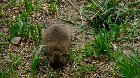 European ground squirrel Stock Footage 51008446