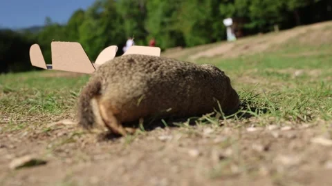 European ground squirrel 스톡 동영상 318601603