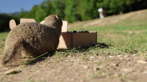 European ground squirrel 스톡 동영상 318601612