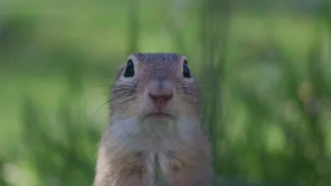 European Ground Squirrel Looking at Camera – Close-Up Wildlife Stock Footage 345204085