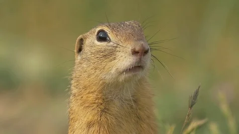 European ground squirrel (Spermophilus citellus) Stock Footage 78841453