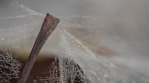 European hammock spider web on beech leaf, Linyphia triangularis Stock Footage 154057636