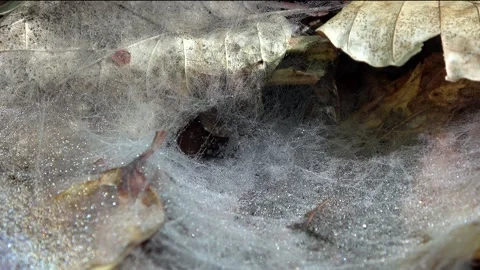 European hammock spider web on beech leaf, Linyphia triangularis Video stock 154057735