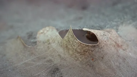 European hammock spider web on beech leaf, Linyphia triangularis Stock Footage 154057928