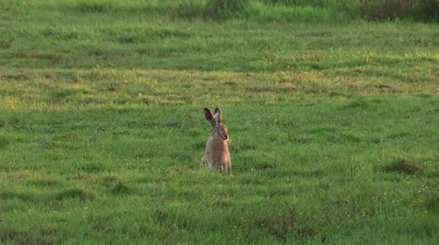 European Hare alert Stock Footage 28043546