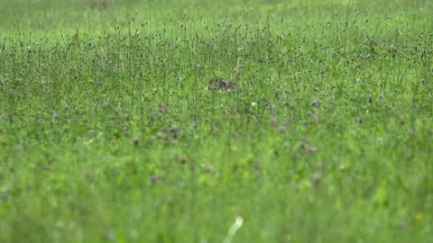European Hare Crouching and Observing in Meadow - 4K Slow Motion Wide Shot Stock Footage 336720499