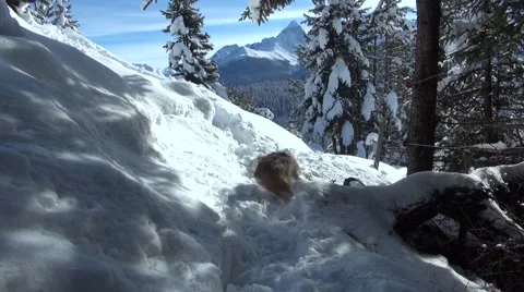 European Hare during wintertime 2 Stock-Footage 46750185