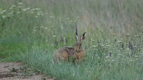 European hare eats grass on the edge of a rural road Stock-Footage 133493874