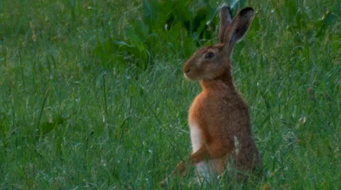 European hare Stock Footage 6010330
