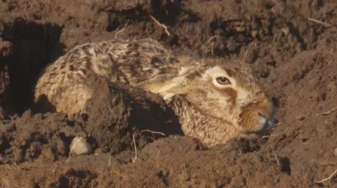 European hare Stock Footage 10787964