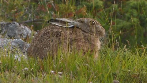 An european Hare 스톡 동영상 127570350