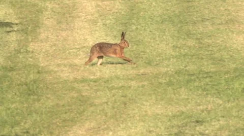 European hare in germany Stock Footage 64349561