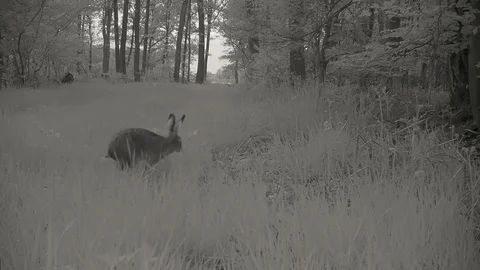 European hare in grassy forest path during twilight. Stock Footage 89133676