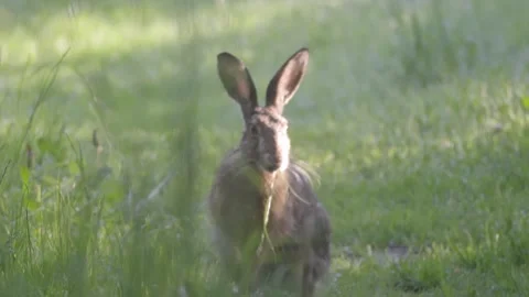 European Hare Hopping Towards Camera Vídeos de archivo 334673567