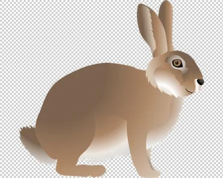 European hare Stock Illustration