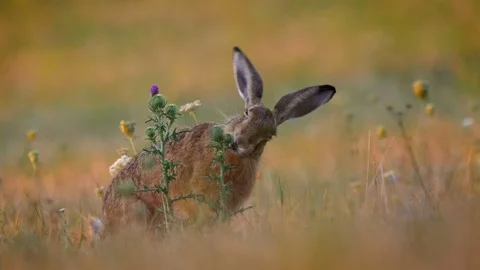 European hare (Lepus europaeus) gnawing on plumeless thistle Stock Footage