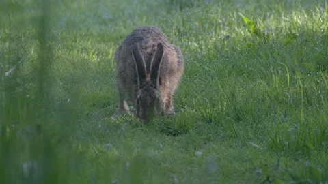 European Hare Pulling and Eating Grass Stockbeeldmateriaal 334673456