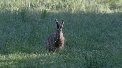 European Hare Pulling Grass while Looking at Camera Vídeos de archivo 334671946