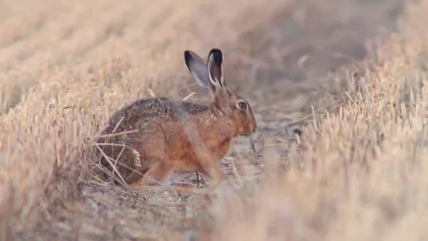 European Hare Running and Foraging Across Harvested Field at Sunset | 4K Wi.. Video stock 337928006