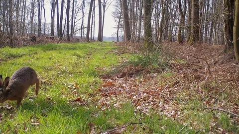 European hare running in forest path. Stock Footage 89133683