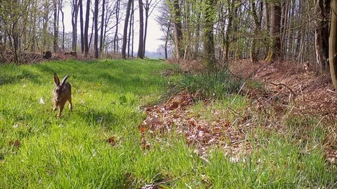 European hare running in grassy forest path. Stock Footage 89133685