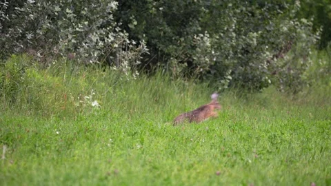 European Hare Running Through Meadow with Roe Deer in Background Stock Footage 336979417