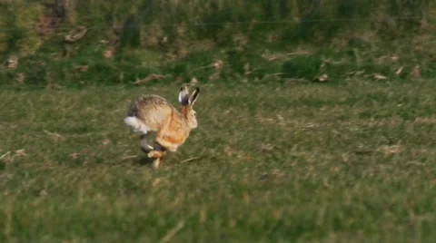 European hare in springtime Stock Footage