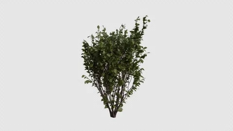 European Hazel blowing in the wind Loop Animation. Alpha Channel. Loop Animation Video stock 307084689