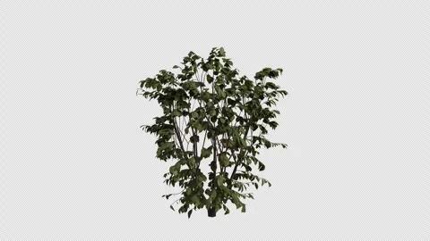 European Hazel blowing in the wind Loop Animation. Alpha Channel. Loop Animation Stock Footage 307084699