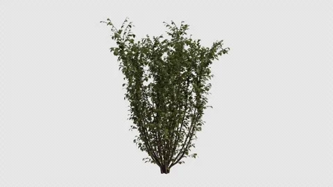 European Hazel blowing in the wind Loop Animation. Alpha Channel. Loop Animation Stock Footage 307084731