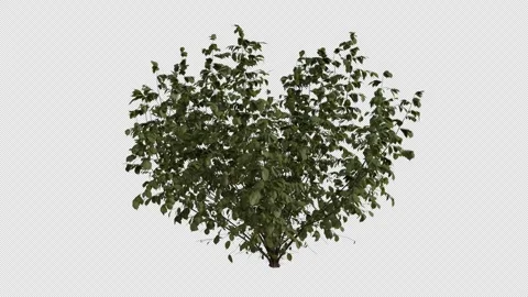 European Hazel blowing in the wind Loop Animation. Alpha Channel. Loop Animation Stock Footage 307084800