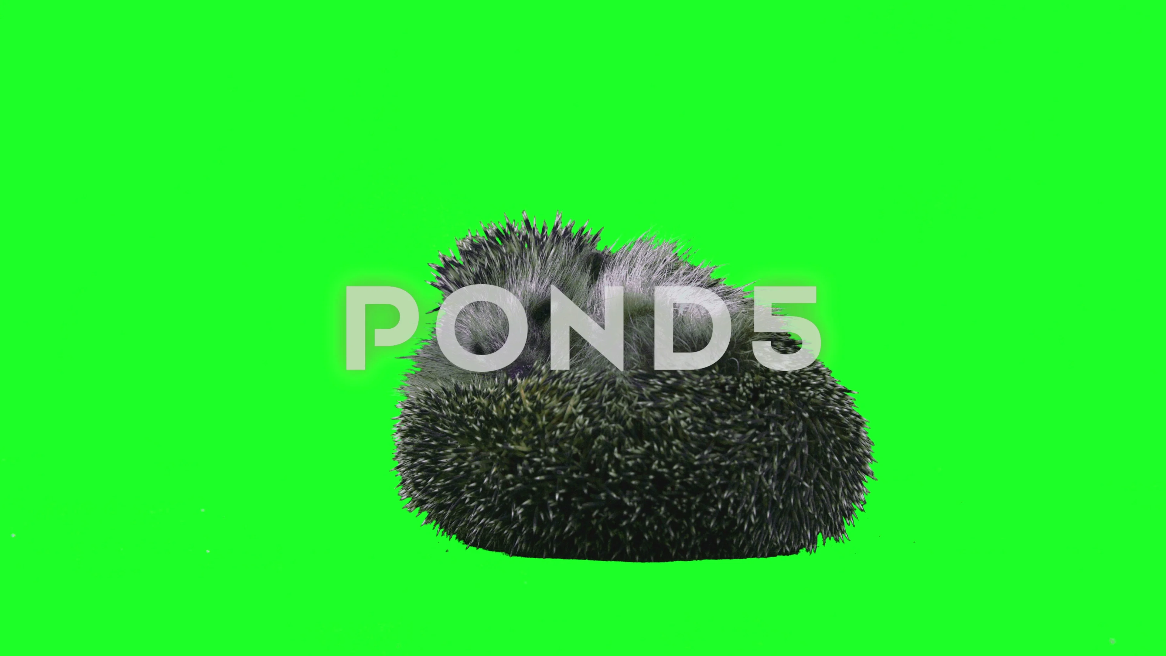 146 Hedgehog Drawing Stock Video Footage - 4K and HD Video Clips