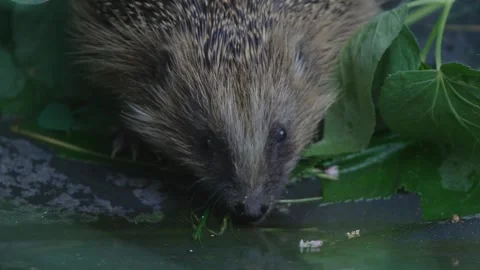 European hedgehog drinking Stock Footage 272350443
