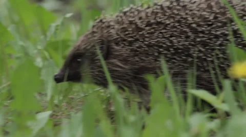European hedgehog Stock Footage 58264436