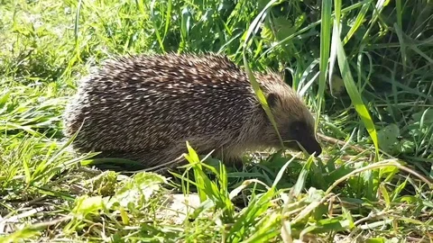 European hedgehog Stock Footage 111894033