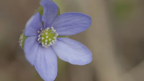 European Hepatica, closeup 動画素材 131242864