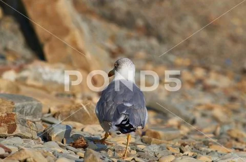 European herring gull walks on a rocky beach looking back in half eye. Stock Photos
