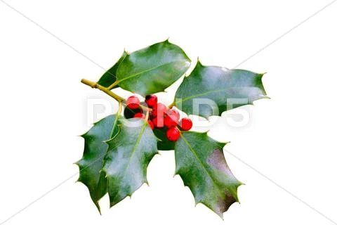 European holly tree Stock Photos