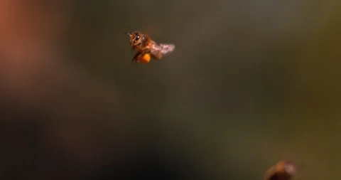 European Honey Bee, apis mellifera, Black Bee in Flight, Return to the Hive with Stock Footage 93434305
