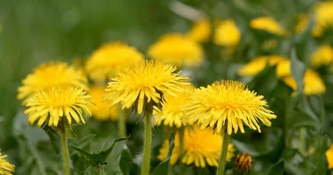 Flower Bee Stock Videos – Royalty-Free HD & 4K Videos