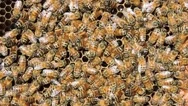 European, Italian, Sicilian Honey Bees, Close Up. Stock Footage