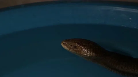 European legless lizard in a small pool. Reptile as a pet Stock Footage 147405514