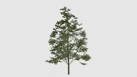 European Lime Tree blowing in the wind. Alpha Channel. Loop Animation Stock Footage 280381898