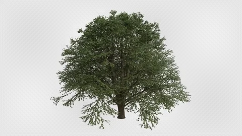 European Lime Tree blowing in the wind. Alpha Channel. Loop Animation Stock Footage 280382055