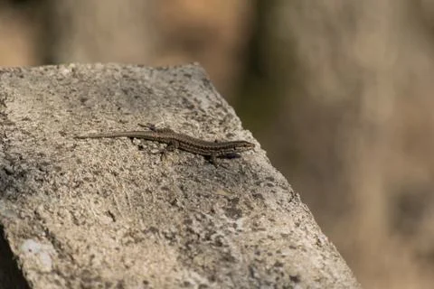 European lizard on a concrete wall Stock Photos