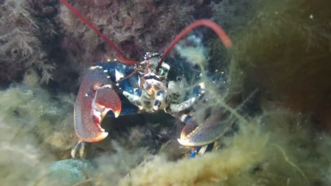 European Lobster (Homarus gammarus) coming out of crevice Stock Footage