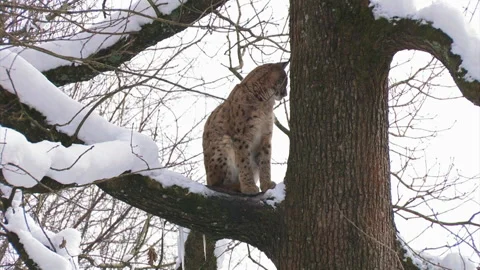 European lynx or Eurasian lynx Lynx lynx Stock Footage 256094341